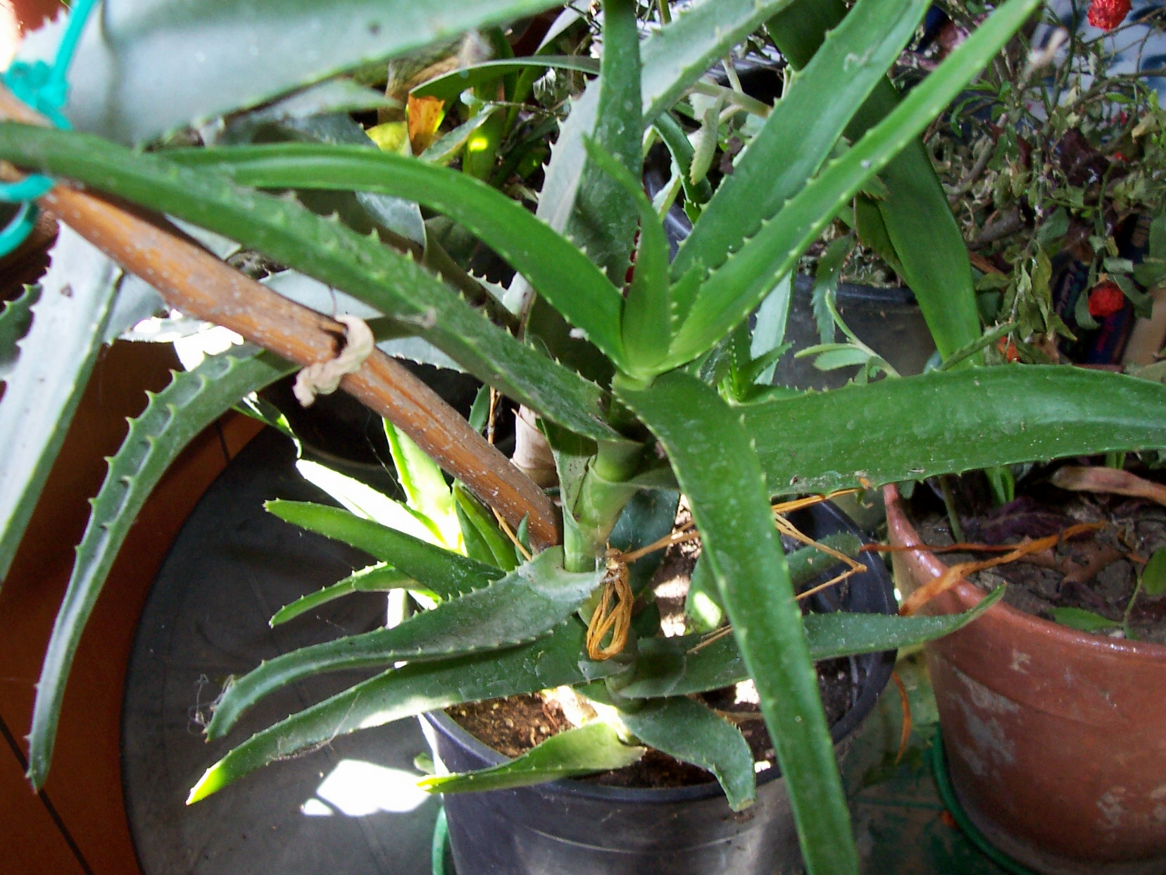 02_Aloe_arborescens_Miller.jpg